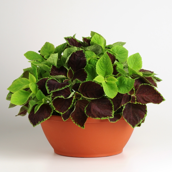 Coleus Fusables Chocolate Symphony 10 multipeliet